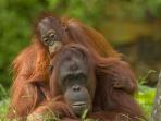 orang-utan_20160805_194700.jpg
