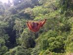 orang-utan_20160829_131055.jpg