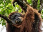 orangutan-batang-toru_20171103_213818.jpg