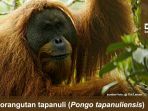 orangutan-tapanuli_20171103_164027.jpg