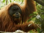orangutan-tapanuli_20181025_113205.jpg