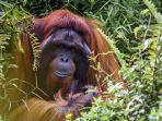 orangutan-yang-sedang-berada-di-hutan.jpg