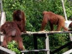 orangutan_20170223_133116.jpg