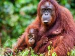 orangutan_20170916_122328.jpg