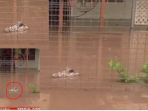 ornamen-buaya-di-tengah-banjir-queensland_20170406_173249.jpg