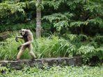 owa-di-semarang-zoo.jpg