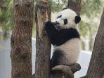 panda-bei-bei-di-smithsonians-national-zoo.jpg