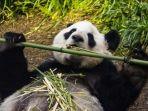 panda-di-kebun-binatang-calgary.jpg