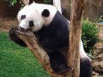 panda-lucu-di-taman-safari-bogor-1.jpg