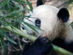 panda-makan-bambu.jpg