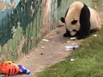 panda-makan-sampah_20161013_230107.jpg