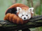panda-merah_20171229_090033.jpg