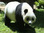 panda-raksasa-di-taman-safari-indonesia-bogor_20171130_103117.jpg