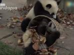 panda_20160829_170241.jpg