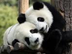 panda_20160831_150918.jpg