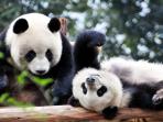panda_20161229_132027.jpg