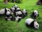 panda_20170310_213540.jpg