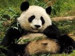 panda_20170926_113645.jpg
