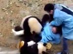 panda_20171019_084402.jpg