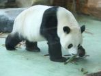 panda_20171104_085707.jpg