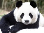 panda_20171209_222059.jpg