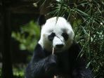 panda_20171210_194733.jpg