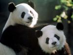panda_20171223_090149.jpg