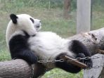 10 Fakta Panda, si Hewan Imut Pemakan Bambu yang Bisa Melibas Manusia Hanya dengan Gigi-giginya