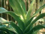 pandan-lilin_20161206_193328.jpg