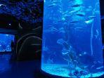 panduan-ke-jakarta-aquarium-safari-di-jakarta-barat-lengkap-dengan-harga-tiket-masuk.jpg