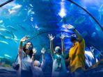 panduan-liburan-ke-sea-world-ancol-lengkap-dengan-harga-tiket-masuk.jpg
