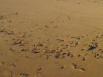 pantai-huntington_20161201_171906.jpg