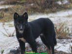 papua-singing-dog.jpg