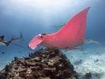 pari-manta-berwarna-merah-muda-yang-ada-i-great-barrier-reef.jpg