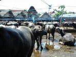 pasar-hewan-ternak-rantepao-kabupaten-toraja-utara-sulse.jpg