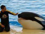 paus-orca-di-SeaWorld-Tenerife.jpg