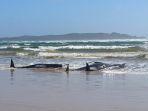 paus-yang-terdampar-di-teluk-di-pulau-tasmania-australia.jpg