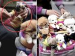 pedagang-perdagangkan-anak-anjing-seperti-mainan_20170525_201606.jpg