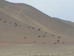 pelikan-terbang-di-atas-gurun-atacama-tanpa-tumbuhan-di-cagar-alam-nasional-paracas.jpg