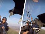 pemain-paragliding-dihinggapi-burung-gagak.jpg