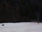 pemain-ski-di-kejar-beruang.jpg