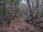 pemandangan-di-hutan-aokigahara.jpg