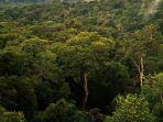 pemandangan-hutan-amazon-di-utara-manaus-brasil.jpg