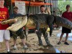 penampakan-buaya-4-meter-yang-perutnya-dibelah.jpg