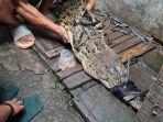 penampakan-buaya-yang-masuk-ke-got-permukiman-warga.jpg