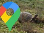 penampakan-kura-kura-galapagos-terekam-google-maps.jpg