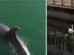 penampakan-lumba-lumba-di-kanal-venesia.jpg