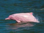 penampakan-pink-dolphin-di-hong-kong.jpg