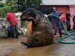 penampakan-tikus-raksasa-yang-ditemukan-petugas-kebersihan.jpg