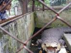penangkaran-buaya-asam-kumbang_20160911_104634.jpg